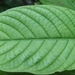 Close-up of green vein kratom leaf showing natural vein structure from Mitragyna speciosa plant