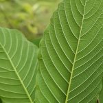 White vein kratom leaf from Mitragyna speciosa associated with White Old Tree Kratom by Kratom Bros