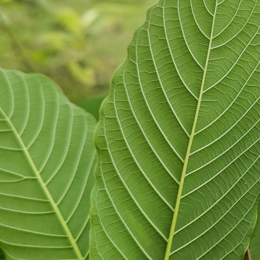 Copy-of-white-vein