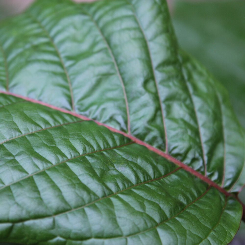 red-vein-1